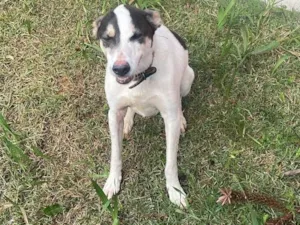 Cachorro raça SRD-ViraLata idade 3 anos nome Bud