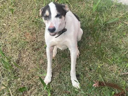 Cachorro raça SRD-ViraLata idade 3 anos nome Bud