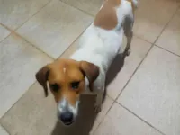 Cachorro raça SRD-ViraLata idade 1 ano nome Luna