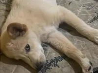Cachorro raça SRD-ViraLata idade 2 a 6 meses nome Bruce