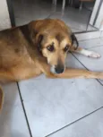Cachorro raça SRD-ViraLata idade 5 anos nome Lana