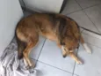 Cachorro raça SRD-ViraLata idade 5 anos nome Lana