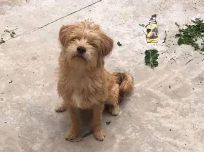 Cachorro raça SRD-ViraLata idade 2 a 6 meses nome Theo
