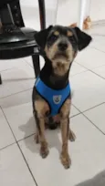 Cachorro raça SRD-ViraLata idade 7 a 11 meses nome Ace 