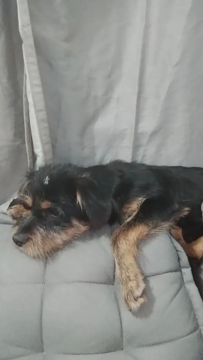 Cachorro raça SRD-ViraLata idade 7 a 11 meses nome Ace 