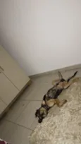 Cachorro raça SRD-ViraLata idade 7 a 11 meses nome Ace 