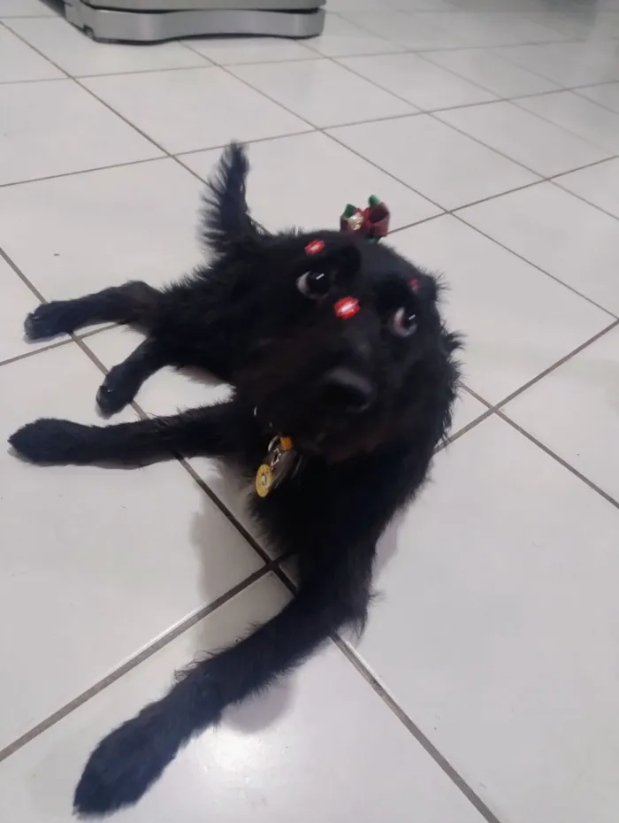 Cachorro raça SRD-ViraLata idade 1 ano nome Morena 