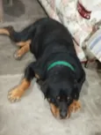 Cachorro raça Rottweiler idade 4 anos nome Ragnar e faísca 