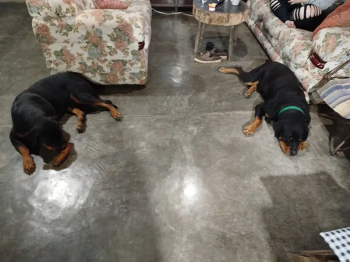 Cachorro raça Rottweiler idade 4 anos nome Ragnar e faísca 