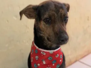 Cachorro raça SRD-ViraLata idade 2 anos nome Zeus