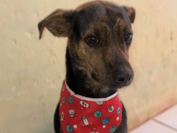 Cachorro raça SRD-ViraLata idade 2 anos nome Zeus