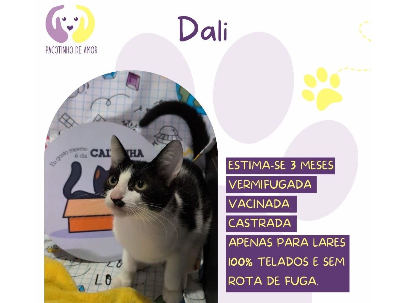 Gato raça SRD-ViraLata idade 2 a 6 meses nome Dali