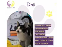 Gato raça SRD-ViraLata idade 2 a 6 meses nome Dali