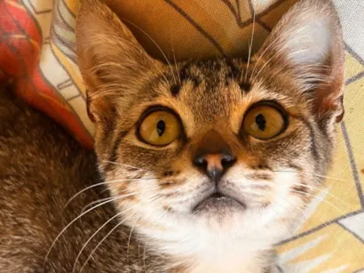 Gato raça SRD-ViraLata idade 2 a 6 meses nome Sem nomes