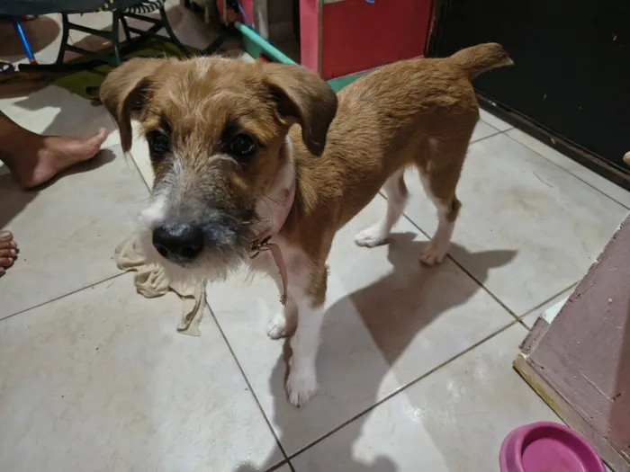 Cachorro raça SRD-ViraLata idade 2 a 6 meses nome Pandora