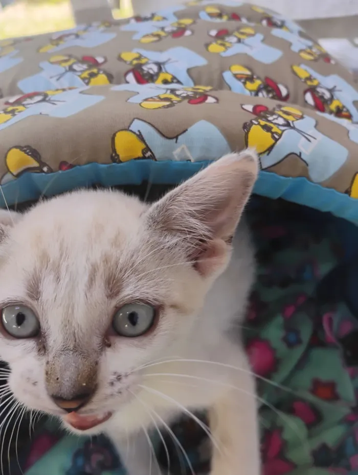 Gato raça SRD-ViraLata idade 2 a 6 meses nome Faísca 