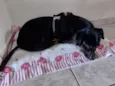 Cachorro raça SRD-ViraLata idade 4 anos nome ATENDE POR PRETA OU PRETINHA