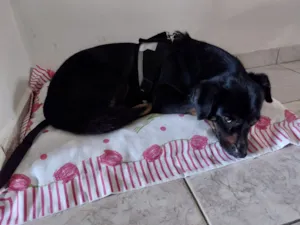 Cachorro raça SRD-ViraLata idade 4 anos nome Preta,Pretinha