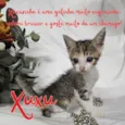 Gato raça SRD-ViraLata idade Abaixo de 2 meses nome Xuxu