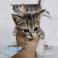 Gato raça SRD-ViraLata idade Abaixo de 2 meses nome Neneco
