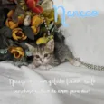 Gato raça SRD-ViraLata idade Abaixo de 2 meses nome Neneco