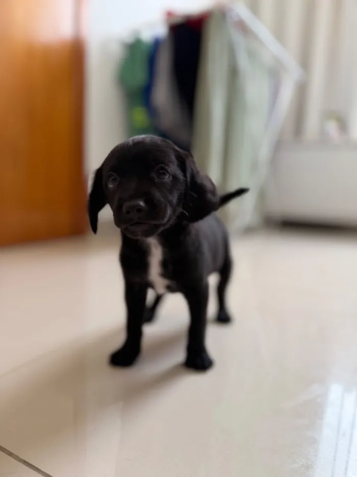 Cachorro raça Poodle idade Abaixo de 2 meses nome Ainda sem nome 