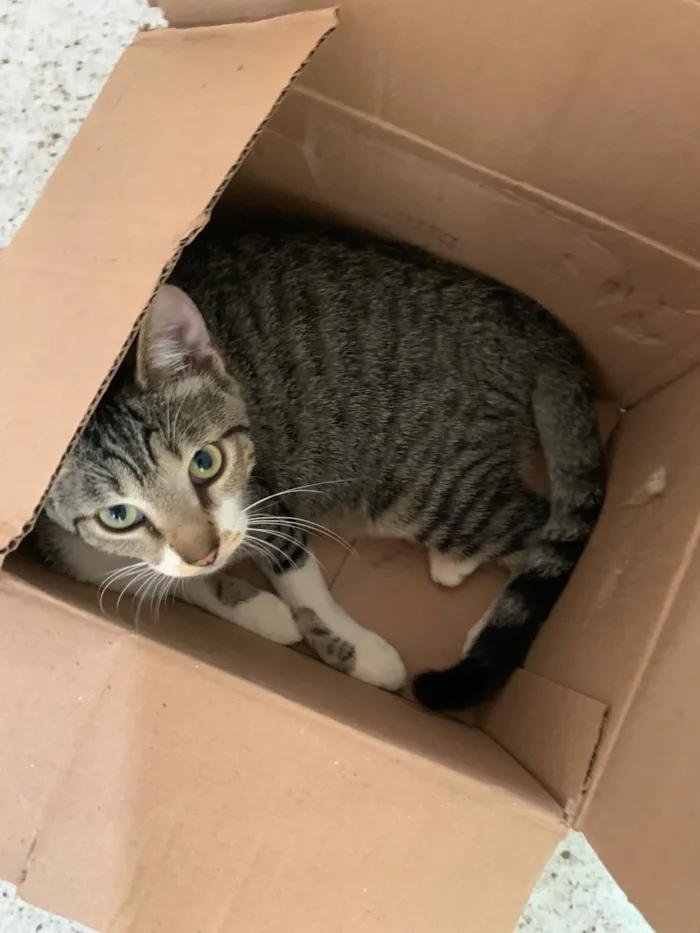 Gato raça American Shorthair idade 7 a 11 meses nome catarina 