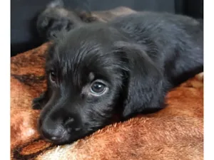 Cachorro raça SRD-ViraLata idade Abaixo de 2 meses nome Sem nome