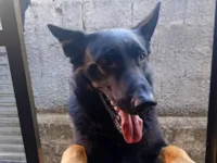 Cachorro raça Pastor Alemão idade 2 anos nome Caubow