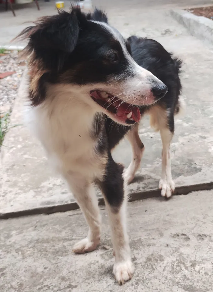 Cachorro raça SRD-ViraLata idade 1 ano nome Francisco 