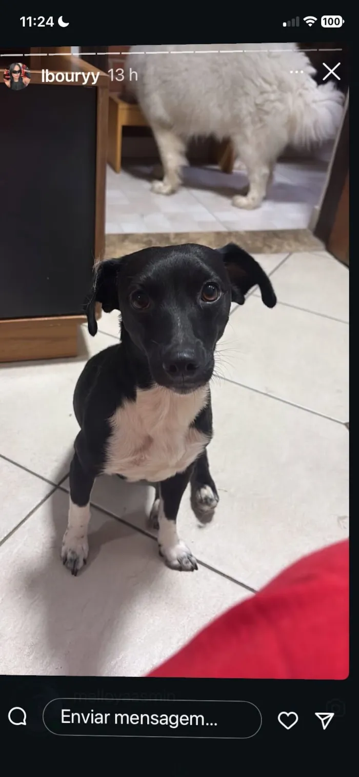 Cachorro raça SRD-ViraLata idade 7 a 11 meses nome Pretinho 