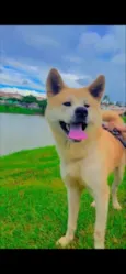 Cachorro raça Akita idade 6 ou mais anos nome Mike