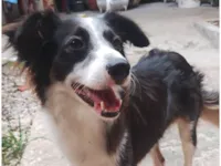 Cachorro raça SRD-ViraLata idade 1 ano nome Francisco 