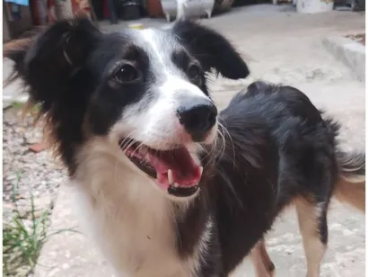 Cachorro raça SRD-ViraLata idade 1 ano nome Francisco 