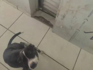 Cachorro raça Pit-Bull idade 2 a 6 meses nome Anita