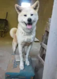 Cachorro raça Akita idade 6 ou mais anos nome Mike