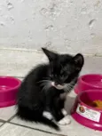 Gato raça SRD-ViraLata idade Abaixo de 2 meses nome Doação Responsável de Gatinhos 