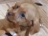 Cachorro raça Pinscher idade 2 a 6 meses nome Pingo 