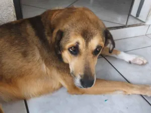 Cachorro raça SRD-ViraLata idade 5 anos nome Lana