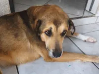 Cachorro raça SRD-ViraLata idade 5 anos nome Lana