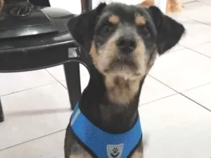 Cachorro raça SRD-ViraLata idade 7 a 11 meses nome Ace 