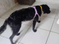 Cachorro raça SRD-ViraLata idade 1 ano nome Morena 