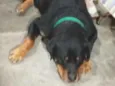 Cachorro raça Rottweiler idade 4 anos nome Ragnar e faísca 