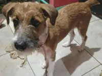Cachorro raça SRD-ViraLata idade 2 a 6 meses nome Pandora