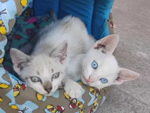 Gato raça SRD-ViraLata idade 2 a 6 meses nome Faísca 