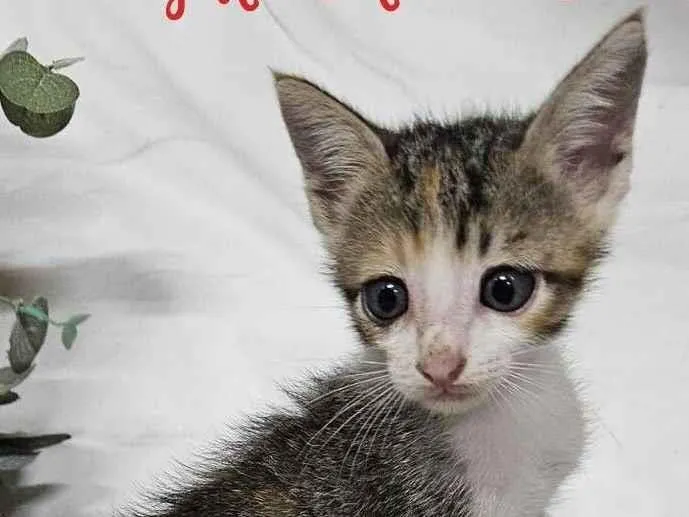 Gato raça SRD-ViraLata idade Abaixo de 2 meses nome Xuxu