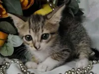 Gato raça SRD-ViraLata idade Abaixo de 2 meses nome Neneco