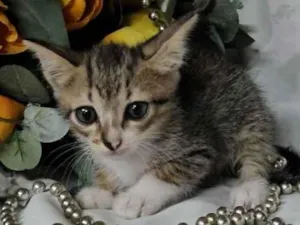 Gato raça SRD-ViraLata idade Abaixo de 2 meses nome Neneco