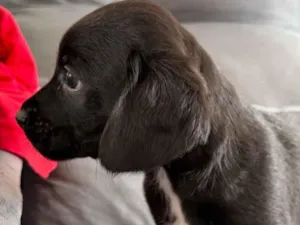 Cachorro raça Poodle idade Abaixo de 2 meses nome Ainda sem nome 