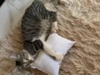 Gato raça American Shorthair idade 7 a 11 meses nome catarina 